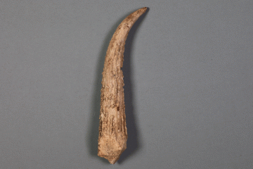 Fragment eines als Hirschgeweihs mit Sägespuren vom Kugelberg bei Goldbach, Spessart, zweites Drittel 12. Jahrhundert, Fz.-Nr. 179, H. 13,7 cm, Br. 5,8 cm