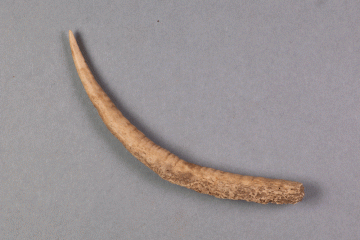 Fragment eines als Ahle genutzen Horns einer Ziege vom Kugelberg bei Goldbach, Spessart, zweites Drittel 12. Jahrhundert, Fz.-Nr. 076, H. 5,1 cm, Br. 6,1 cm