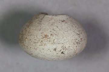 Spinnwirtel aus hell brennender Keramik von der Burg Mömbris, Unterfranken, letztes Drittel 14. Jh., Fd.-Nr. 026, H. 1,4 cm, Br. 2,4 cm