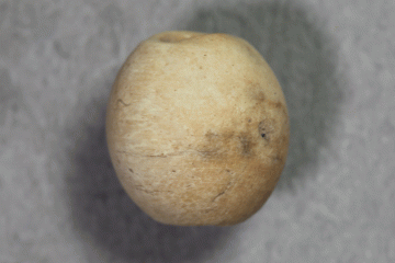 Perle, Fd.-Nr. 215, um 1400, H. 0,71 cm, Br. 0,7 cm